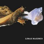 Limax Maximus