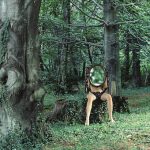 Kammerflimmer Kollektief